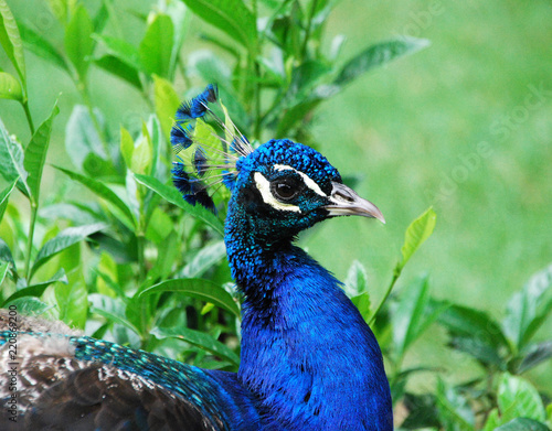 Wallpaper Mural Pavone Torontodigital.ca