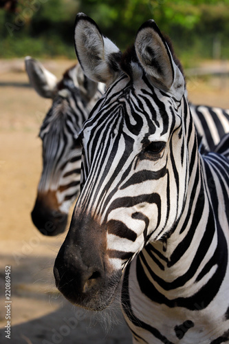 Portrait head details of African striped coat zebras