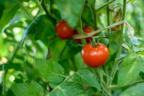 Ripe tomato fruit hanging on a green branch