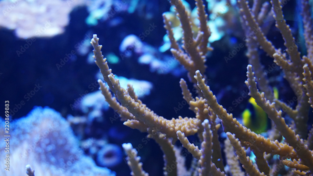 Underwater world of Sea, seaweed and corals - marine Underwater world of Sea, seaweed and corals - marine