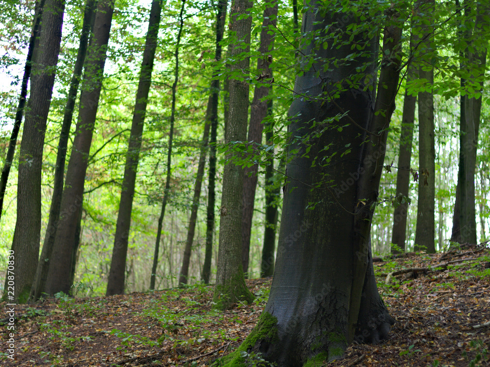 a forrest near Nuremberg a forrest near Nuremberg