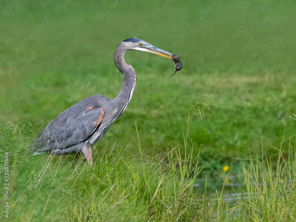 Fototapeta premium Great Blue Heron Holding Mouse in its Bill