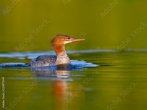 Female Common Merganser Swimming on Green Background photo