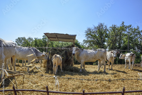 cows eat hay inside the fence on the farm © Stefania