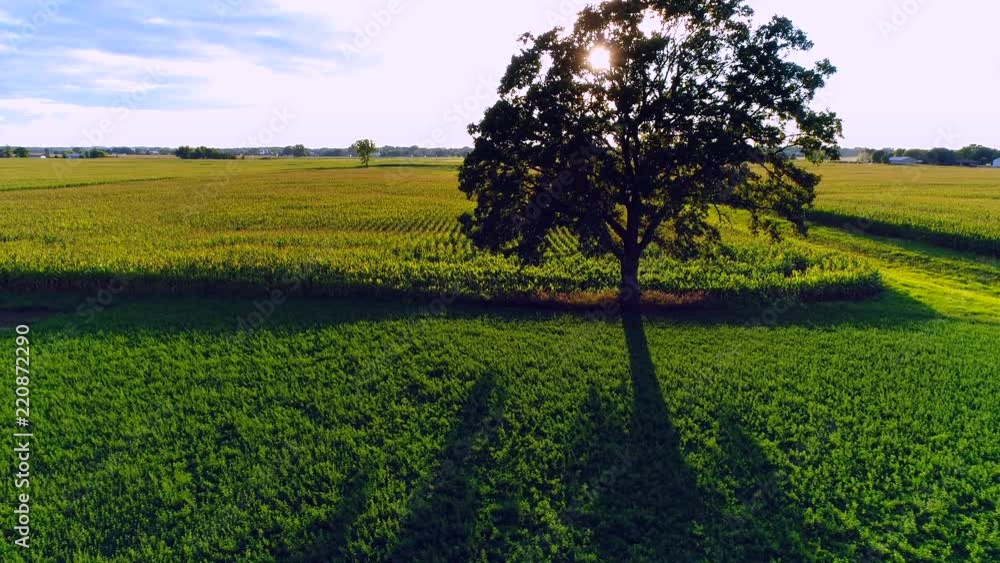 Scenic lone tree in farm field at sunset, aerial flyby.
