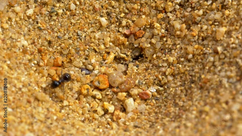 Antlion larva (Myrmeleon formicarius) hunting ants Antlion larva (Myrmeleon formicarius) hunting ants
