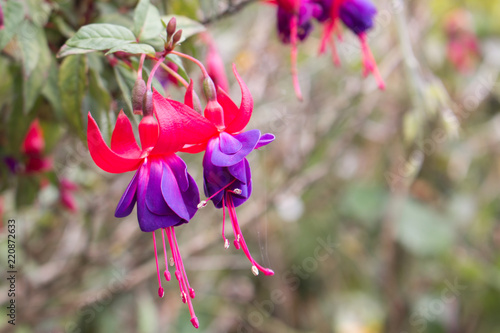 Fuchsien (Fuchsia) Fuchsie photo