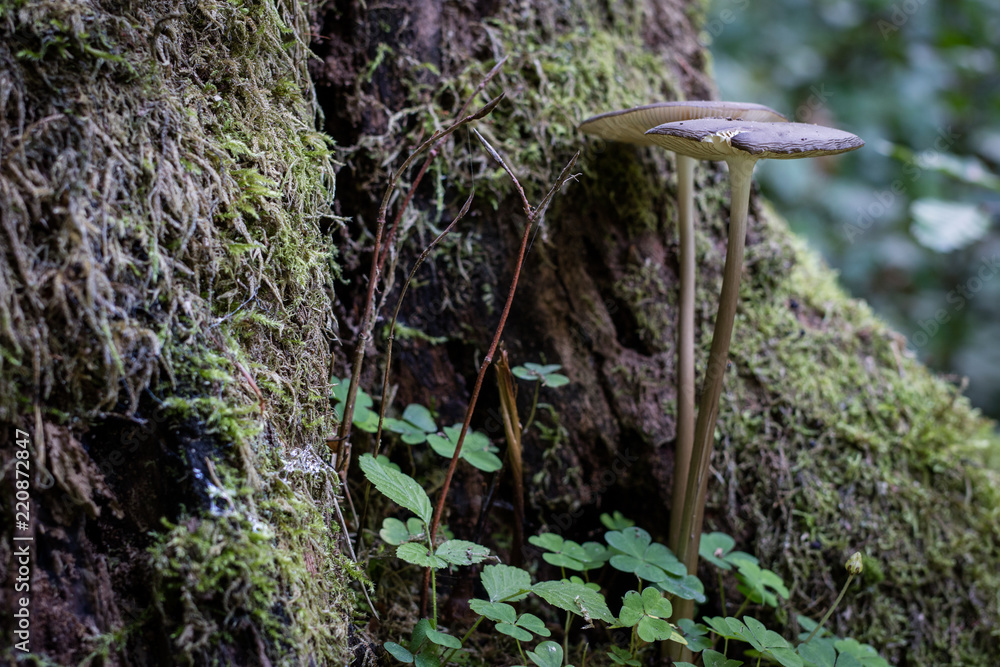 Obraz premium Beautiful forest mushrooms in the thickets. Hats of ripe fruiting bodies of the fungus in the deciduous forest.