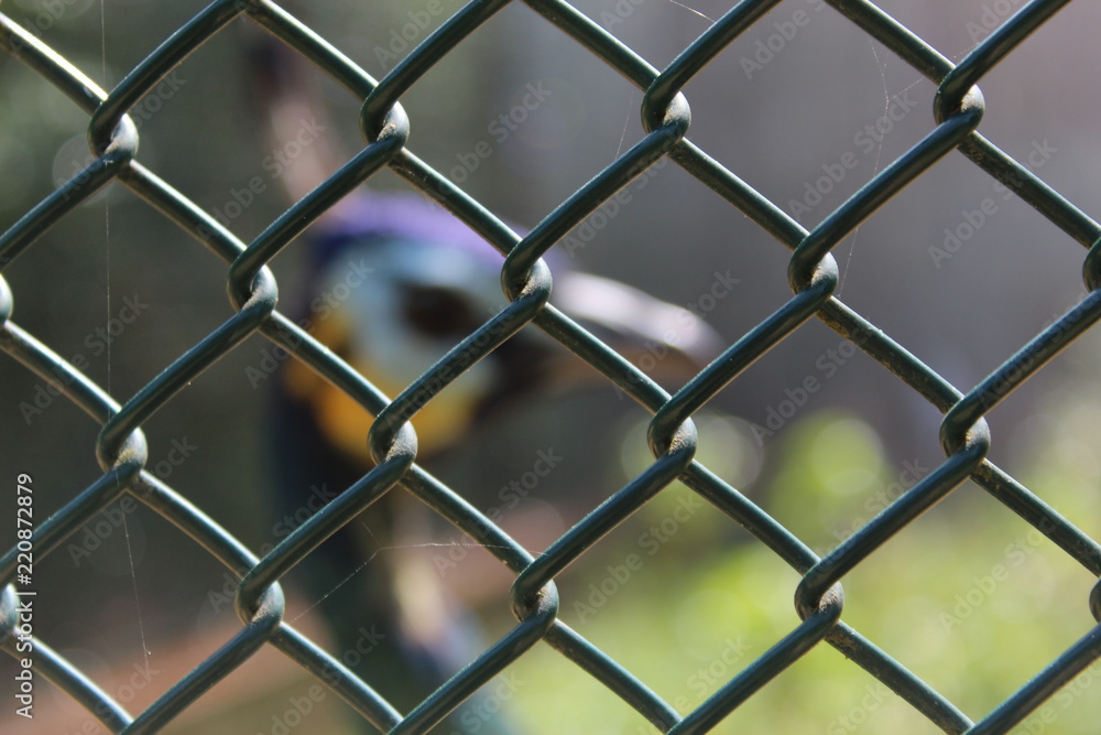 Fence with blurred Bird behind Fence with blurred Bird behind