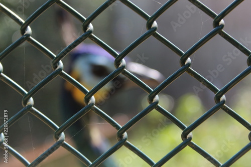 Fence with blurred Bird behind