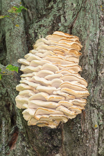 Cluster of mushrooms growing on a tree photo