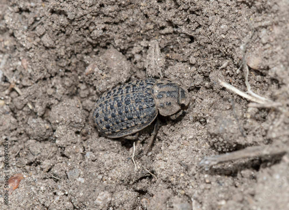 Hide Beetle (Omorgus) Camouflaged in Dirt in Eastern Colorado Hide Beetle (Omorgus) Camouflaged in Dirt in Eastern Colorado