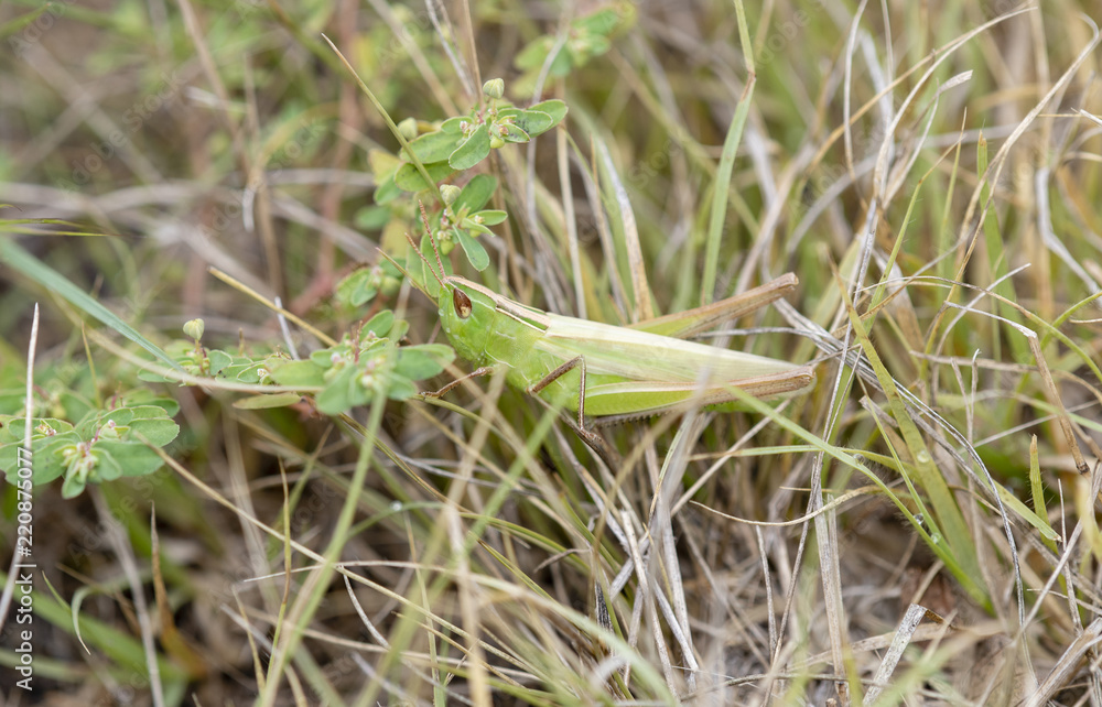 Macro of Female Handsome Grasshopper (Syrbula admirabilis) in Eastern Colorado in Late Summer Macro of Female Handsome Grasshopper (Syrbula admirabilis) in Eastern Colorado in Late Summer