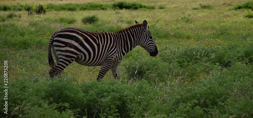 Free wild zebra on the savanna  Africa  Kenya