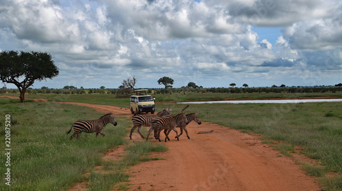 Safari at Tsavo East National Park, Kenya. Zebras crossing the road in Africa