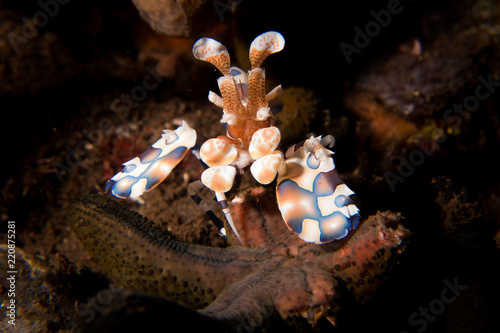 Harlequin Shrimp - Hymenocera picta -  a striking and beautiful shrimp which lives in pairs and feeds on live sea stars. Taken in Bali, Indonesia.