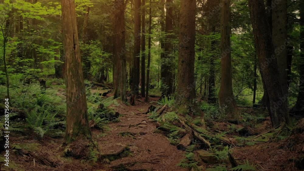 Passing Across Forest Trail At Sunset