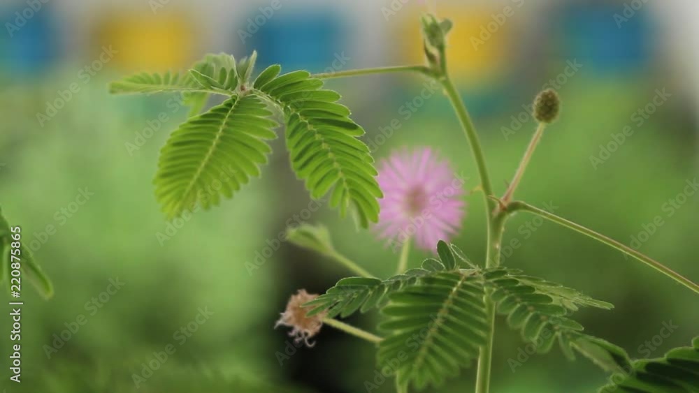 Woman touching leaves of Mimosa Pudica, also known as sensitive plant, sleepy plant, touch-me-not or shy plant. Woman touching leaves of Mimosa Pudica, also known as sensitive plant, sleepy plant, touch-me-not or shy plant.