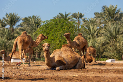 Camels in the desert oasis.