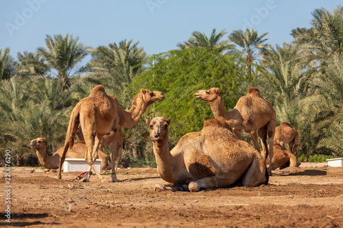 Camels in the desert oasis.