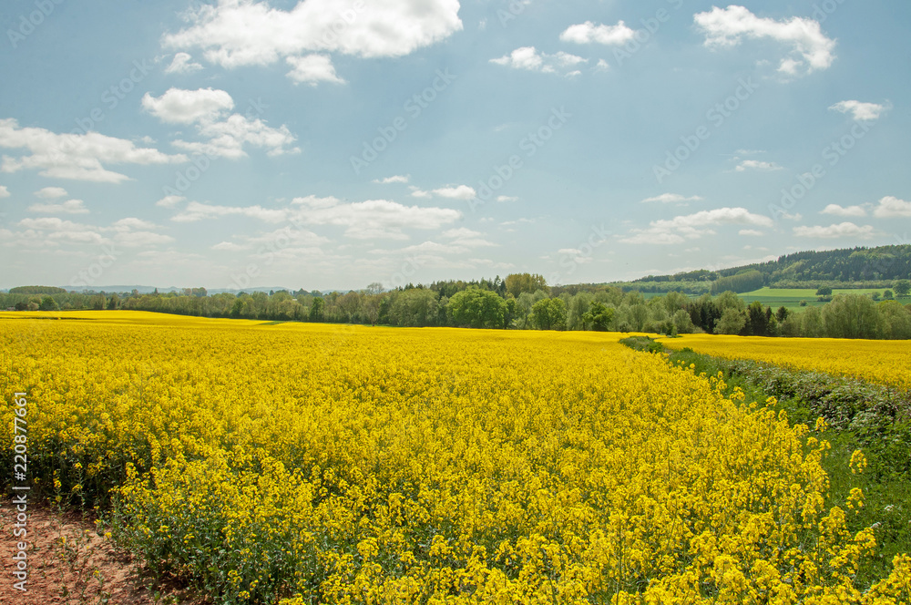 Yellow canola crops in a springtime field. Yellow canola crops in a springtime field.