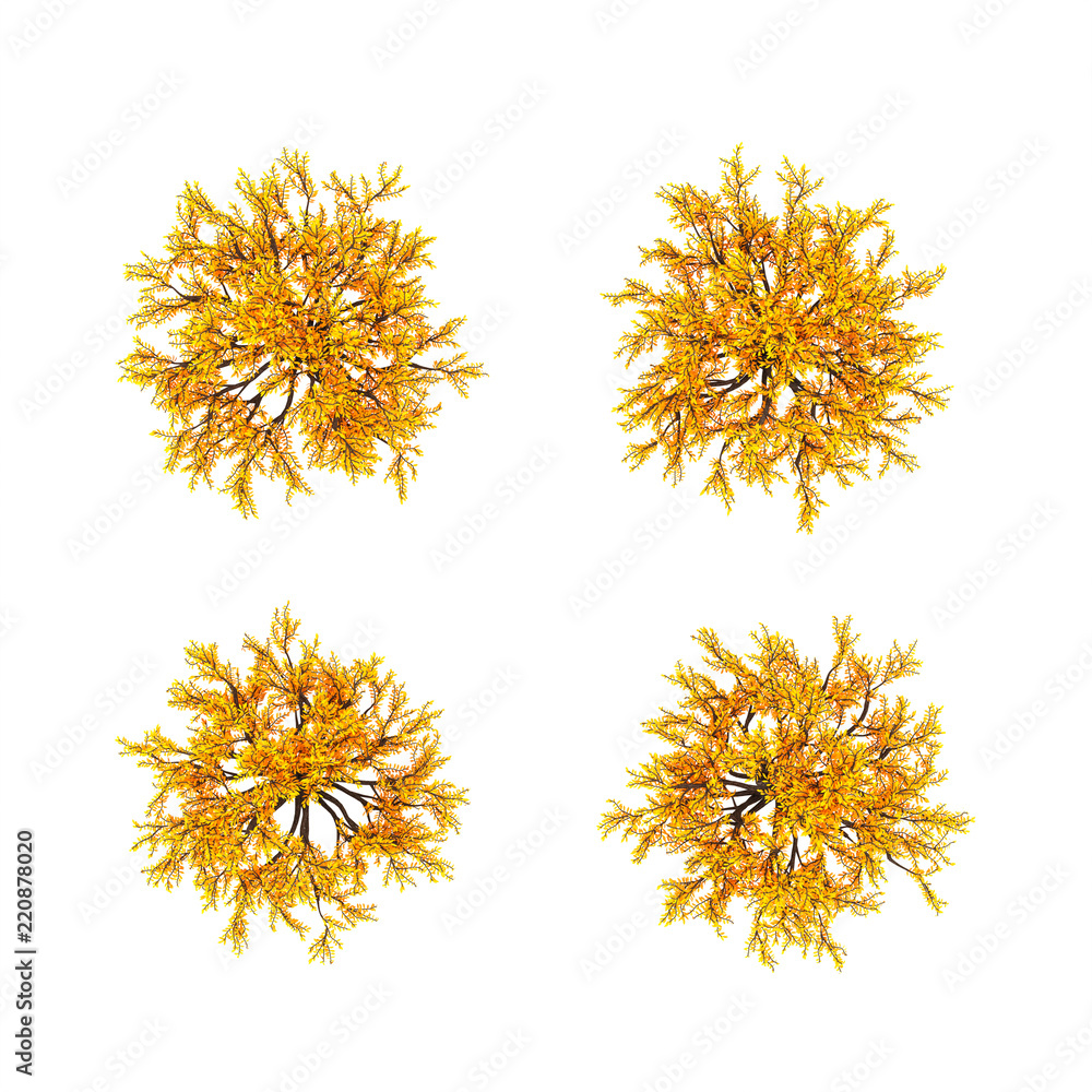 Autumnal element, orange isolated tree on a white background top view. 3d illustration, 3d rendering.