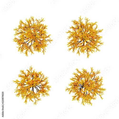 Autumnal element  orange isolated tree on a white background top view. 3d illustration  3d rendering.