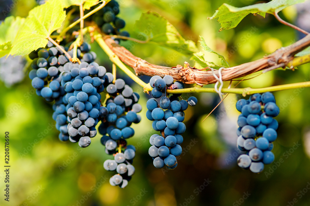Bunches of black grapes hanging on a vine during the day sun