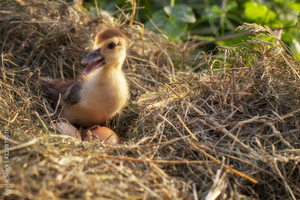 A small duck sits on a hay nest