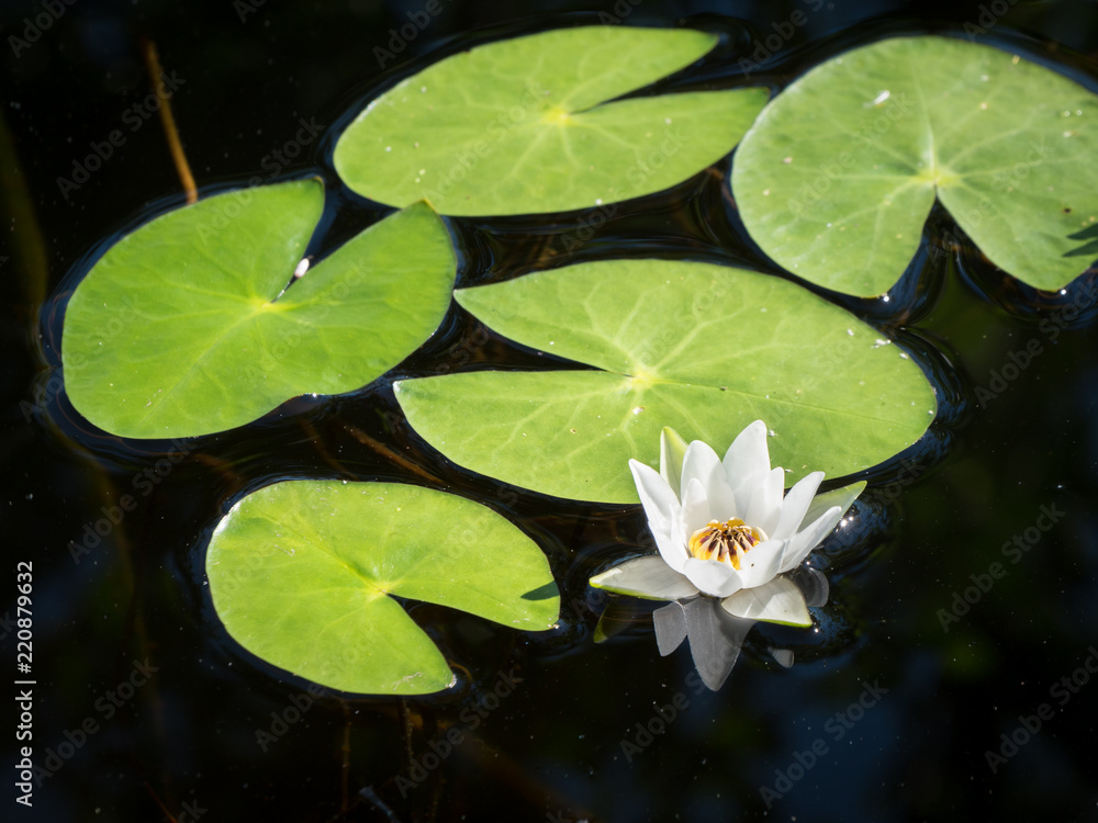 Finnish water-lily (Nymphaea tetragona) Finnish water-lily (Nymphaea tetragona)