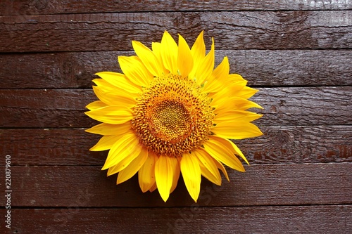Sonnenblume auf braunem Holzuntergrund
