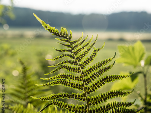Underside view of green lady fern leaves photo