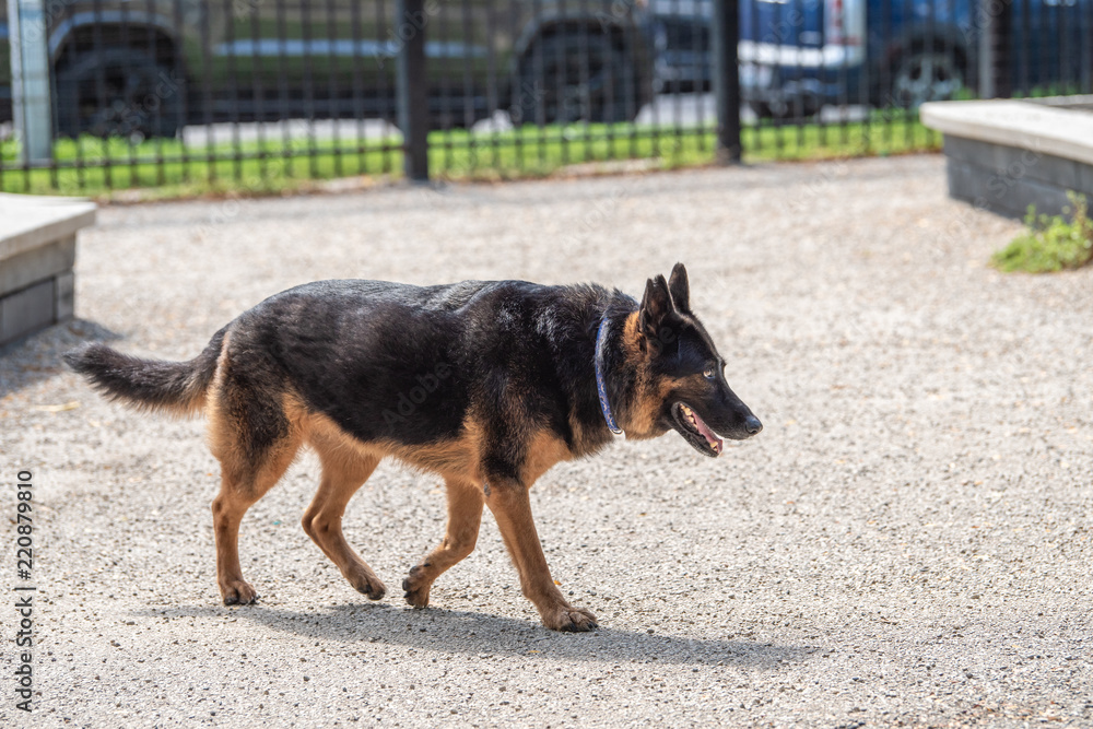 german shepherd off leash