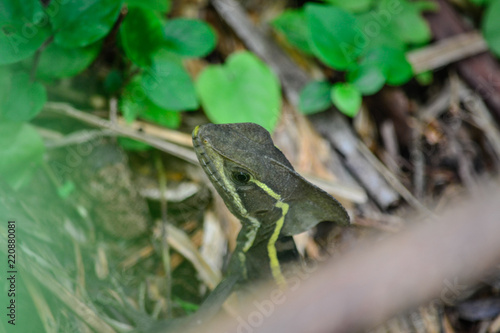 a reptile among the leaves of the forest