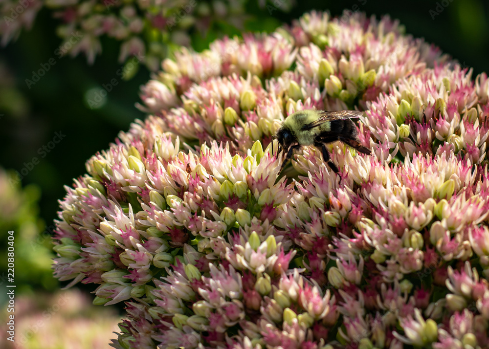 Bee 03 Bee 03