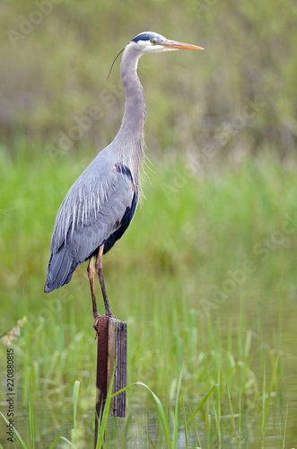 Great Blue Heron perched overlooking wetlands