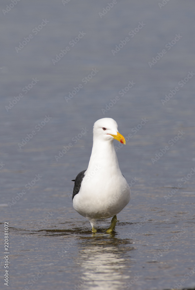 Marine Gull. Seagull on the coast of the Atlantic sea, Puerto Madryn. Larus Marinus. Marine Gull. Seagull on the coast of the Atlantic sea, Puerto Madryn. Larus Marinus.