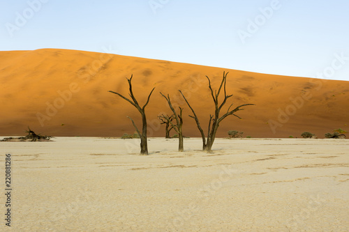 dead trees view in sossusvlei area