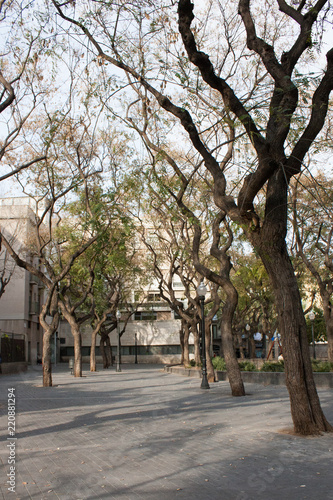 trees along the street 