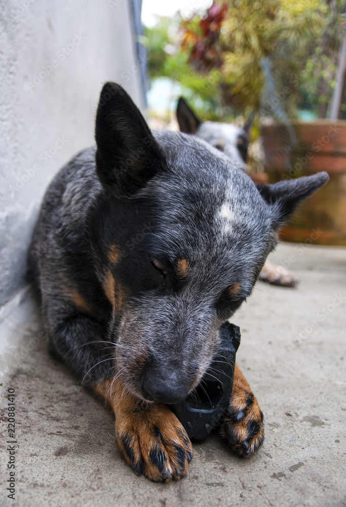 australian cattle dog chewing rubber toy