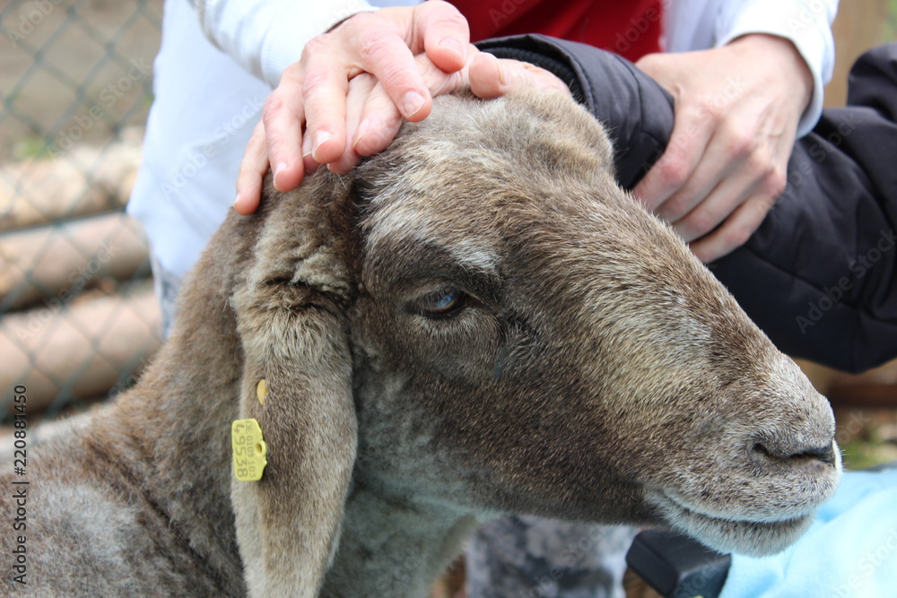 Fototapeta premium Therapieschaf