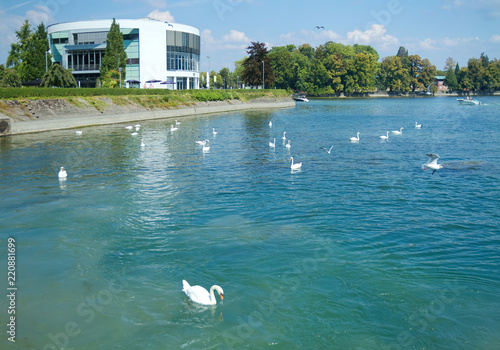 Schwäne auf dem Bodensee in Lindau photo