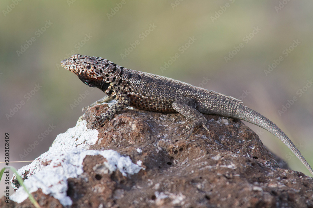 Lava Lizard claiming territory Lava Lizard claiming territory