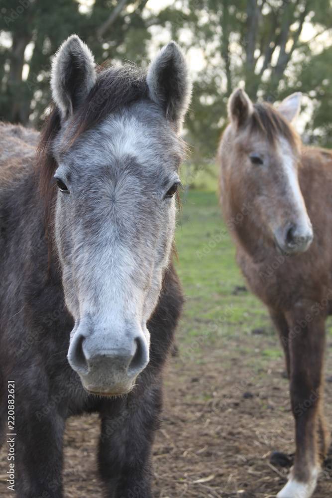 Horse feeding in a green farm