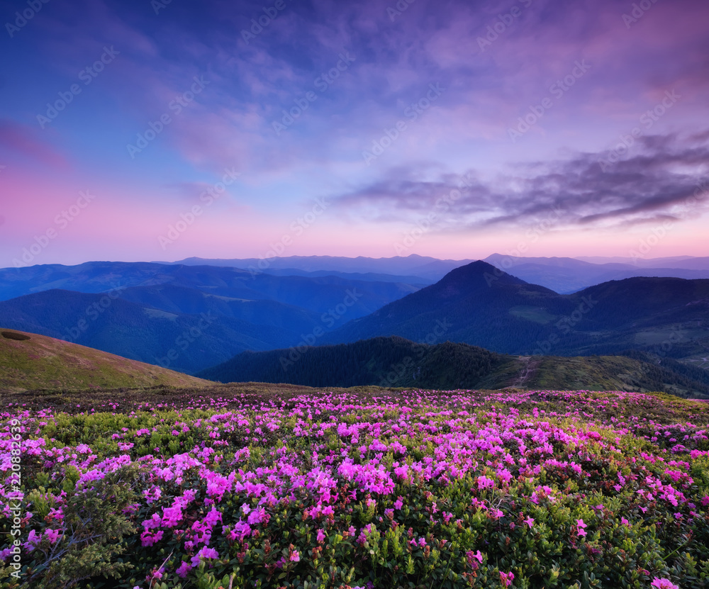 Mountains during flowers blossom and sunrise. Flowers on the mountain