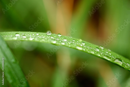 Raindrop On Wet Grass