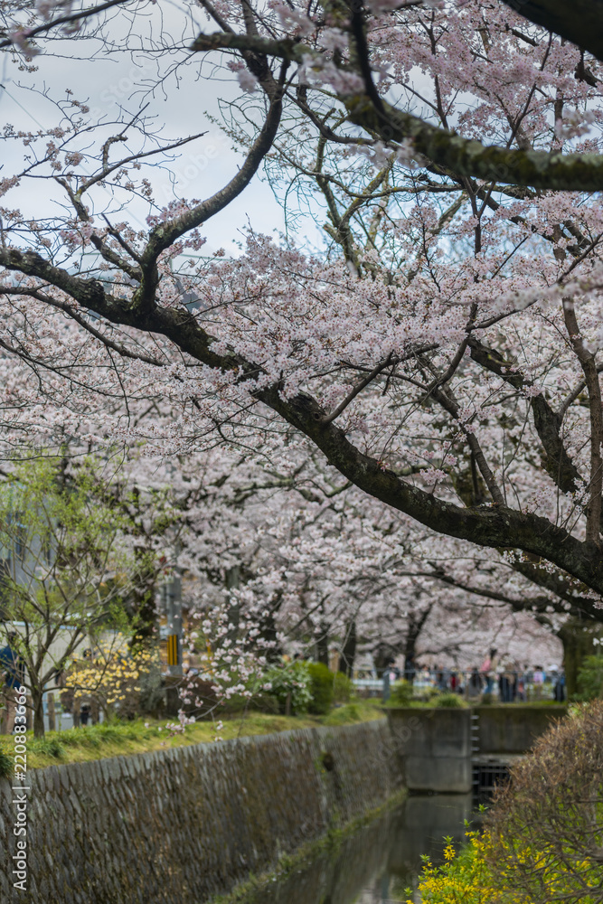 Cherry trees blooming by the River in Kyoto Cherry trees blooming by the River in Kyoto