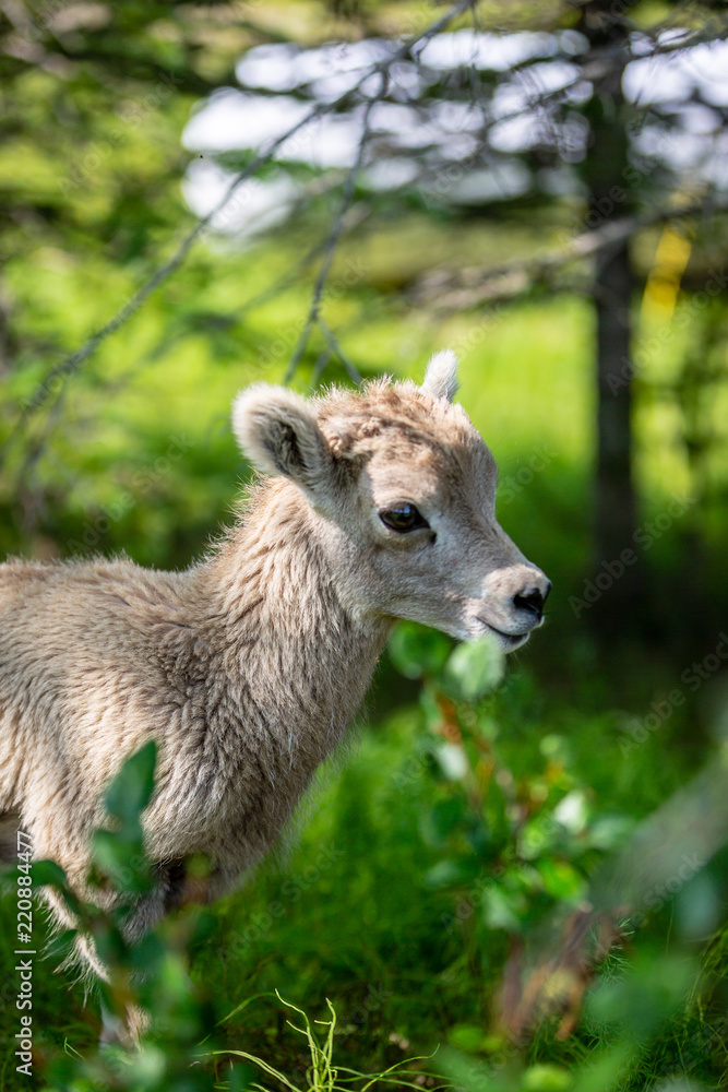 Baby Mountain Goat in the grass