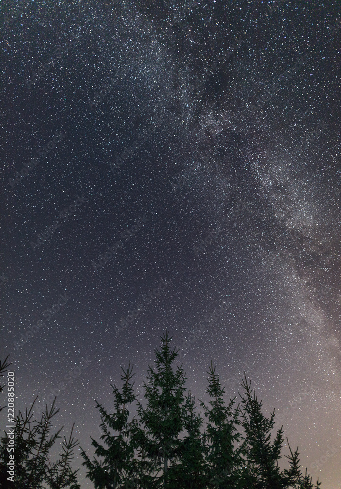 Clear night sky full of stars framed by trees.