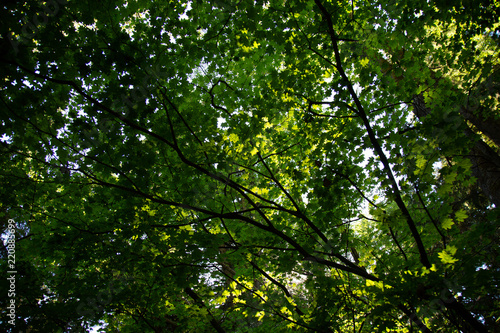 Canopy of leaves